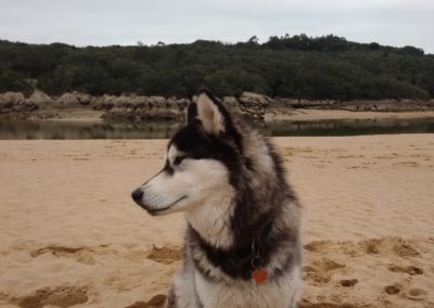 Husky siberiano en la arena