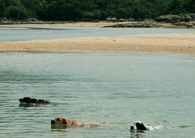 3 perros en el agua